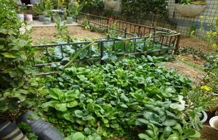 共享菜园经营主，百余块土地年年爆满的秘诀