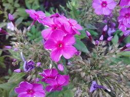 联想乐phone桌面(联想乐桌面app)