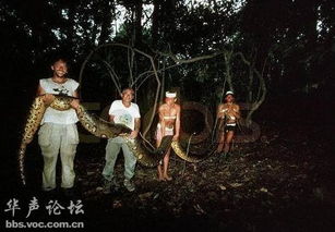 十月蛇胎，蛇君老公轻点宠——一部别具一格的短剧盛宴