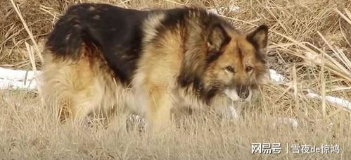 短剧年下狼狗撩心记，83集的甜蜜心跳之旅