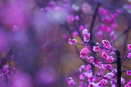 短剧春棠花欲醉的魅力与深度