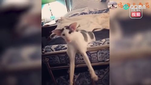 短剧毒宠的魅力与影响