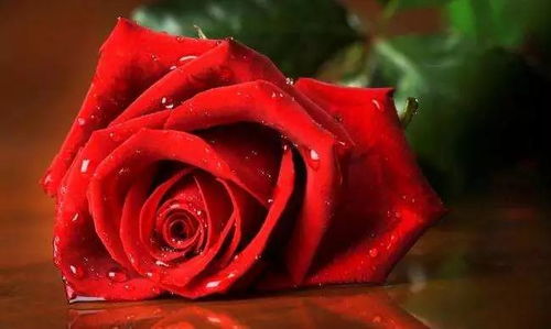 浅风中的玫瑰传奇——解析短剧玫瑰藏在浅风里及其角色左一 浅风中的玫瑰传奇——解析短剧玫瑰藏在浅风里及其角色左一