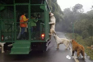 动物园惊险一幕，老虎压住观光大巴，群众惊叫连连