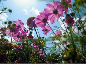 短剧人间芳菲四月天,68集的诗意人生 短剧人间芳菲四月天,68集的诗意人生