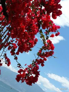 短剧人间芳菲四月天,68集的诗意人生 短剧人间芳菲四月天,68集的诗意人生