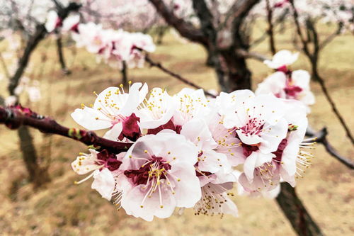 花开正艳——短剧的璀璨绽放