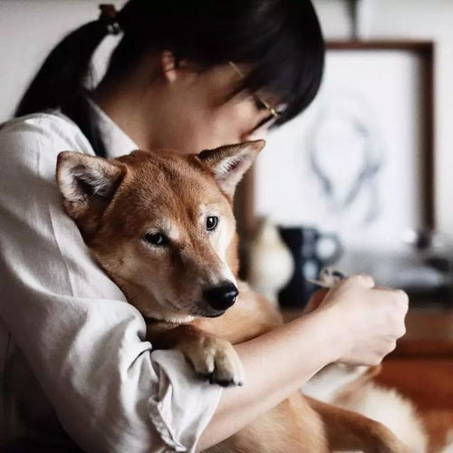 短剧甜狗择妻记，92集的浪漫之旅