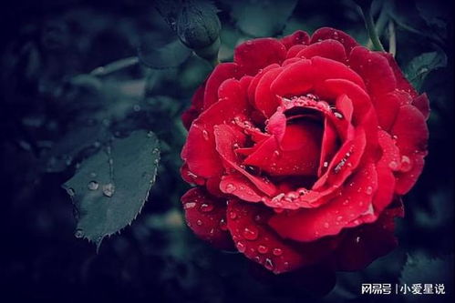 短剧玫瑰的绽放——辛宛柔的69集人生之旅 短剧玫瑰的绽放——辛宛柔的69集人生之旅