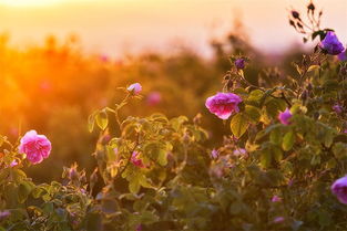 短剧新夕阳玫瑰的魅力与深度