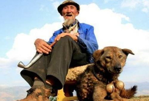 短剧犬父,四十集的父爱与人生 短剧犬父,四十集的父爱与人生