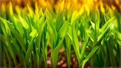 短剧云散花开季的魅力与影响