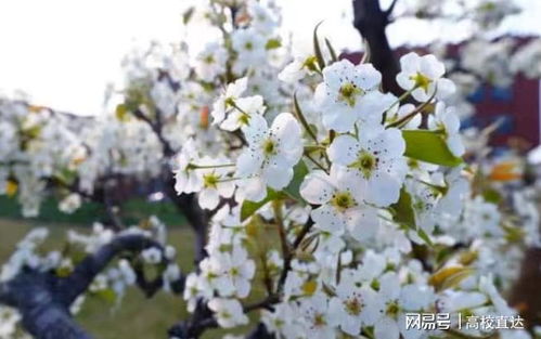 短剧终有繁花盛开——论繁花的93集之旅