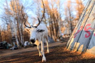 短剧情非得已——卢C鹿鹿的奇幻之旅