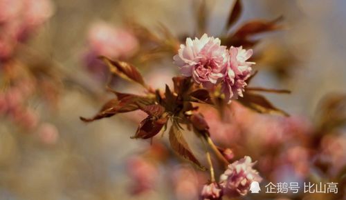 短剧凌霄枝头上——张楚萱与董子源的情缘