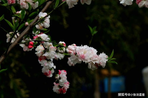 短剧凌霄枝头上——张楚萱与董子源的情缘