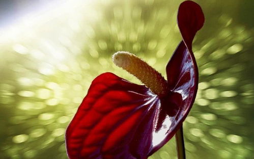 短剧凌霄枝头上——张楚萱与董子源的情缘