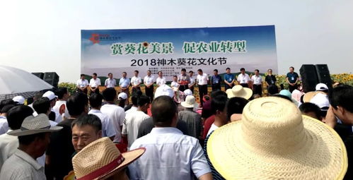 短剧平民大律师——95集的精彩纷呈