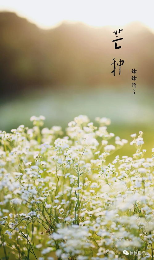 短剧夜来南风起的魅力与深度解读