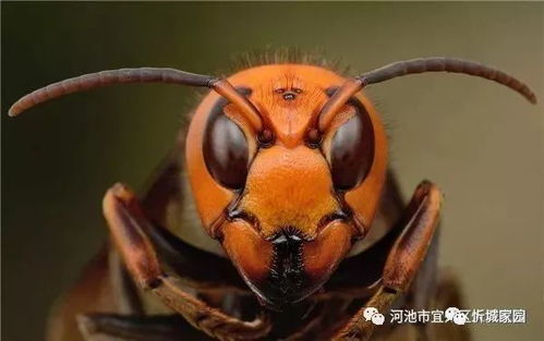 虎头蜂泡酒意外记,两男子失手转身逃 虎头蜂泡酒意外记,两男子失手转身逃