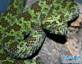 中华田园犬大战2米毒蛇，守护家园的英勇瞬间