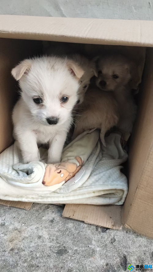 年轻人新宠,养黏菌当宠物 年轻人新宠,养黏菌当宠物