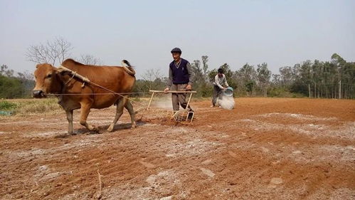 湖南某地放开秸秆焚烧？当地政府权威回应