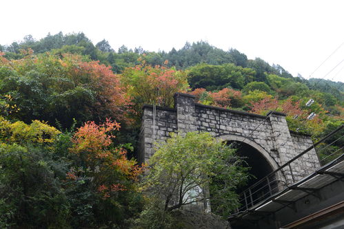 景区火爆背后的故事，跟着团长打县城项目，景区限流现象的深度解析