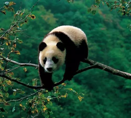 大熊猫彻夜待树上思考熊生 大熊猫彻夜待树上思考熊生