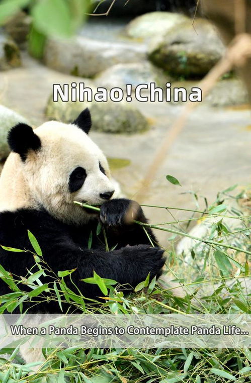 大熊猫彻夜待树上思考熊生 大熊猫彻夜待树上思考熊生