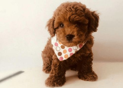 泰迪犬的美丽蜕变,一位女子为爱宠花费18888元,却意外发现狗被画眼线 泰迪犬的美丽蜕变,一位女子为爱宠花费18888元,却意外发现狗被画眼线