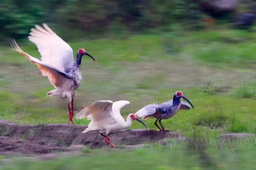 时隔八年，日本归还16只朱鹮——中日珍稀动物保护合作的新篇章