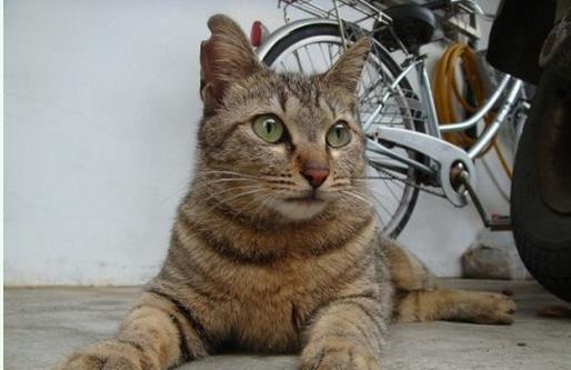 流浪猫的温暖故事，被喂食物后带孩子找上门