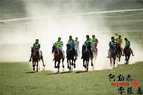 浙江七匹马出逃记,城市间的冒险之旅 浙江七匹马出逃记,城市间的冒险之旅
