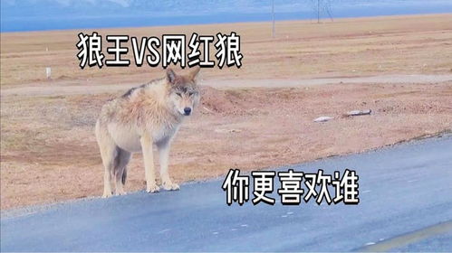可可西里网红狼的幸福生活，从野性狼到胖球