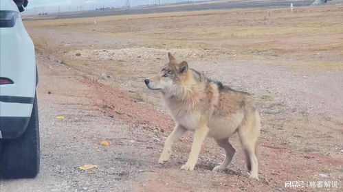 可可西里网红狼的幸福生活，从野性狼到胖球