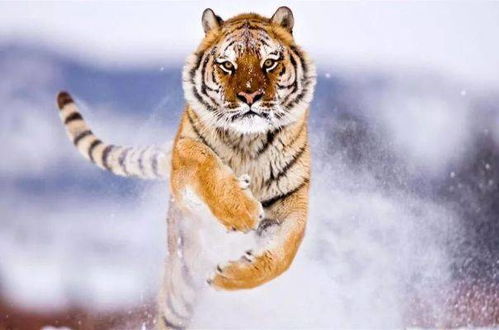 游客遇野生东北虎，我是本地的故事