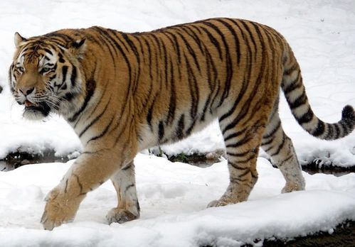 游客遇野生东北虎，我是本地的故事