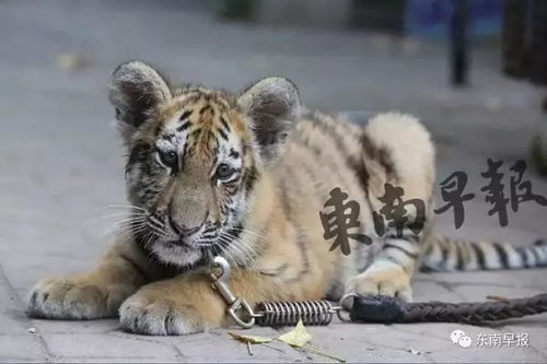 游客遇野生东北虎，我是本地的故事