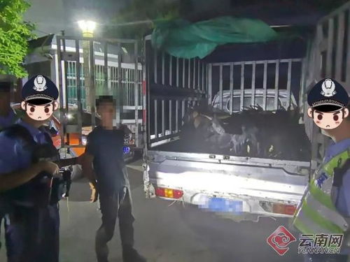 海口满大街拦人拦车查手机?揭秘背后的真相 海口满大街拦人拦车查手机?揭秘背后的真相