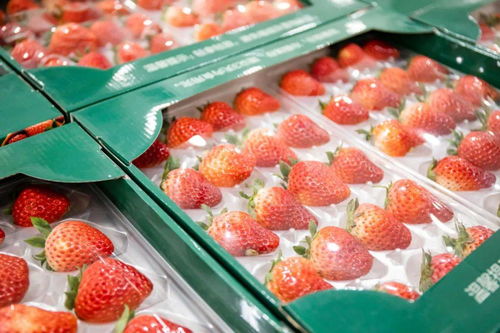 山姆多款冷冻预制菜品解冻后销售,品质生活的便捷之选 山姆多款冷冻预制菜品解冻后销售,品质生活的便捷之选