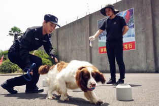 湖南走失女童奇迹生还，警犬在山上成功寻回两岁幼女