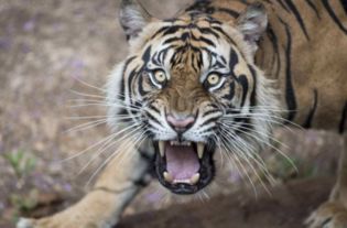 黑龙江伤人老虎事件真相揭秘，不实传闻的澄清