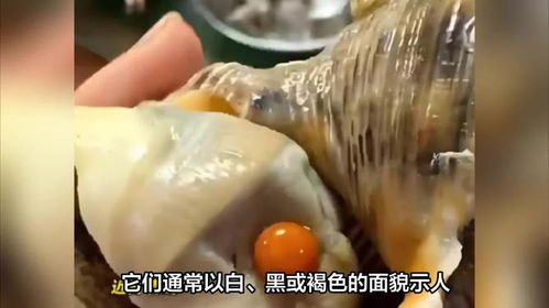 女子家宴意外发现,一颗罕见橘色海螺珠的传奇之旅 女子家宴意外发现,一颗罕见橘色海螺珠的传奇之旅