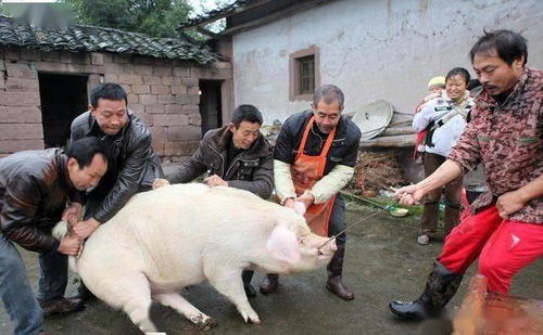 主人杀年猪的悲喜剧，狗狗偷吃猪肉后的意外离世