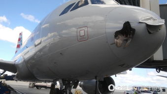 韩国起火客机遭鸟撞击画面曝光,航空安全再敲警钟 韩国起火客机遭鸟撞击画面曝光,航空安全再敲警钟