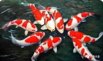 揭秘观音桥惊现死亡锦鲤事件,三十多个编织袋的背后 揭秘观音桥惊现死亡锦鲤事件,三十多个编织袋的背后