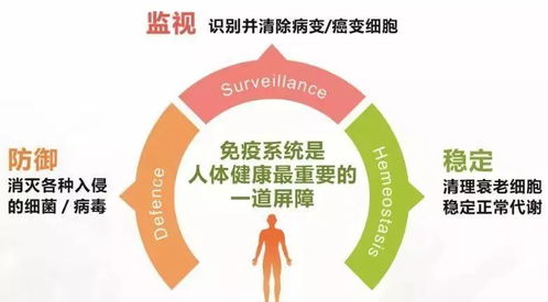 揭秘人体最大免疫器官，你未曾想到的守护者