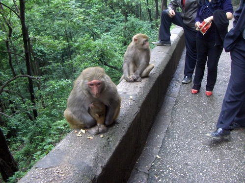 武汉公园惊现猴子售卖现象，单价3000元起，背后的真相与思考