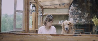 艾特的归途，主人带回遗体的故事